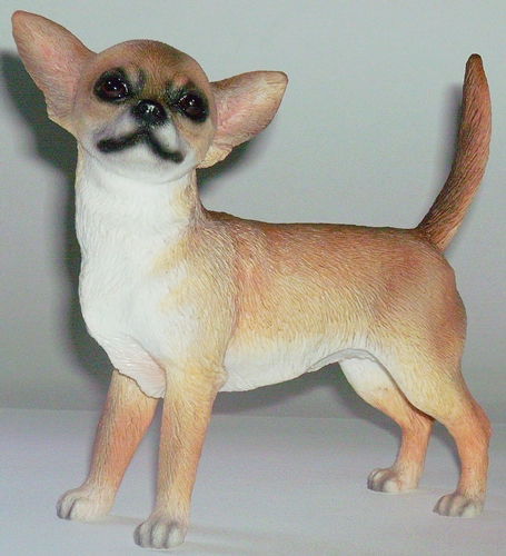 Chihuahua , kurzhaar